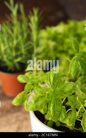 Rosmarin, Basilikum und Salat auf dem Tisch. Stockfoto