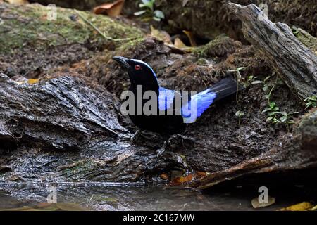 Ein männlicher asiatischer Feenbluebird (Irena puella) kommt aus einem kleinen Pool im Wald in Thailand zu trinken Stockfoto