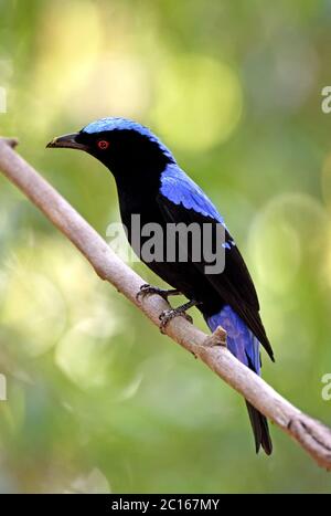 Ein männlicher asiatischer Feenbluebird (Irena puella), der auf einem kleinen Zweig im Wald Thailands thront Stockfoto