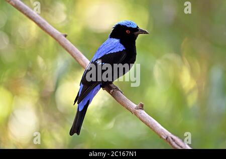 Ein männlicher asiatischer Feenbluebird (Irena puella), der auf einem kleinen Zweig im Wald Thailands thront Stockfoto