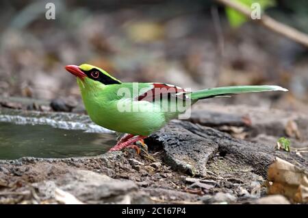 Eine Grüne Elster (Cissa chinensis), die aus einem Pool im Wald in Westthailand zu einem Drink kommt Stockfoto