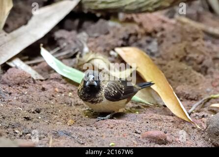 Ein weiß-rumped Munia (Lonchura striata) steht am Ufer eines flachen Baches im Wald in Thailand Stockfoto