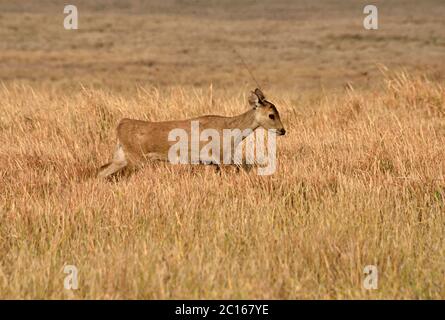 Ein junger Inder Hog Deer Doe (Hyelaphus porcinus), der im langen Gras im Nordosten Thailands spazierengeht Stockfoto