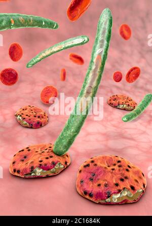 3D-Darstellung von Blutzellen, Plasmodium verursacht Malaria Krankheit Stockfoto