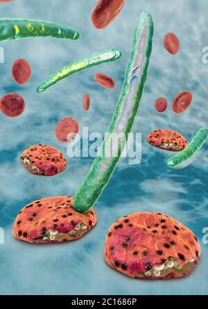 3D-Darstellung von Blutzellen, Plasmodium verursacht Malaria Krankheit Stockfoto