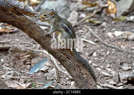 Ein Berdmore's Ground Eichhörnchen (Menetes berdmorei), das einen kleinen Baum im Wald in Westthailand klettert Stockfoto