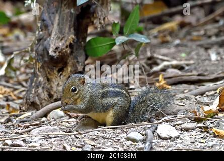 Ein Berdmore's Ground Eichhörnchen (Menetes berdmorei), das Getreide auf dem Waldboden in Westthailand frisst Stockfoto