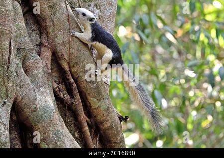 Ein variabler Eichhörnchen (Callosciurus finlaysonii) auf der Basis eines großen Waldbaumes im Nordosten Thailands Stockfoto