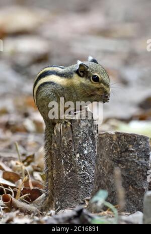 Ein Himalaya-Streifenhörnchen (Tamiops mcclellandii), das Getreide auf dem Waldboden in Westthailand frisst Stockfoto