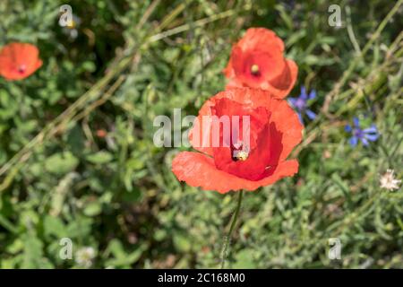 Nahaufnahme von blühendem roten Mohn im Grasfeld im Stadtpark, aufgenommen in hellem, sonnigem Licht in Mailand, Lombardei, Italien Stockfoto