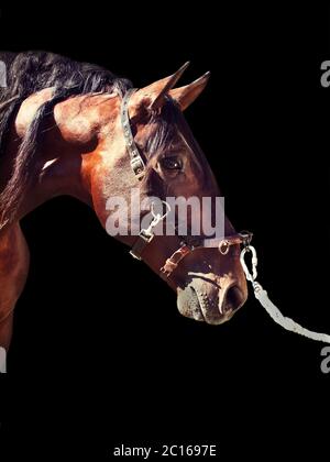 Portrait eines schönen reinrassigen andalusischen Lorbeer auf schwarz isoliert. Spanien Stockfoto