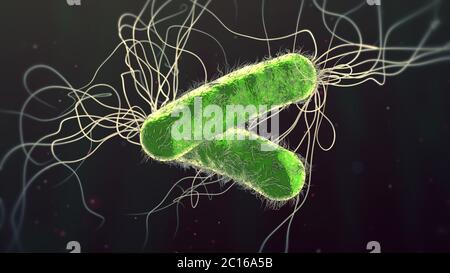 Grün gefärbt multiples Antibiotikum resistent Pseudomonas aeruginosa Bakterium - 3d-Illustration Stockfoto