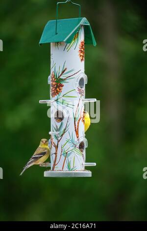 American Goldfinches Spinus tristis Fütterung an einem Hinterhof Futterhäuschen in Orillia Ontario Kanada im Juni. Stockfoto