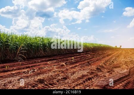 Zuckerrohrplantage auf trockenem Boden. Stockfoto