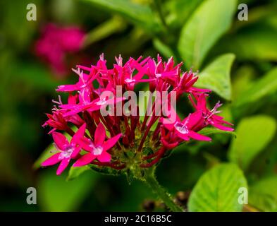 Rosa Ägyptische Sternhaufen Pentas Lanceolata Bush Grün Verlässt Osterinsel Chile Stockfoto