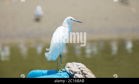 Cocoi (weißhalsiges) Reiher im Vordergrund, der auf der Spitze eines blauen Bootes steht. Allgemeiner Name: garzón cococoi, garza real Wissenschaftlicher Name: Ardea cocoi Stockfoto