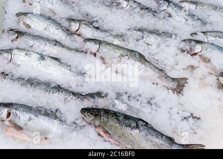 Frische, ausgemotzte große rote Fischforelle und Lachs liegen in Eisstücken auf einer Theke, die in einem Geschäft verkauft wird Stockfoto