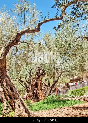 Jerusalem-Garten von Gethsemane Stockfoto