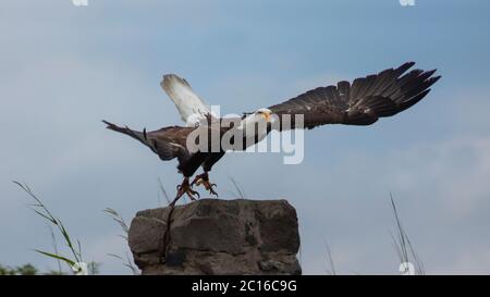 Annäherung an einen Weißkopfseeadler, der von einem Stein mit blauem Himmel im Hintergrund zu fliegen beginnt. Wissenschaftlicher Name: Haliaeetus leucocephalus Stockfoto