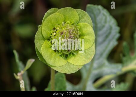 Schokolade-Kosmos (Cosmos Atrosanguineus) Stockfoto