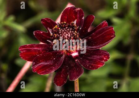 Schokolade-Kosmos (Cosmos Atrosanguineus) Stockfoto