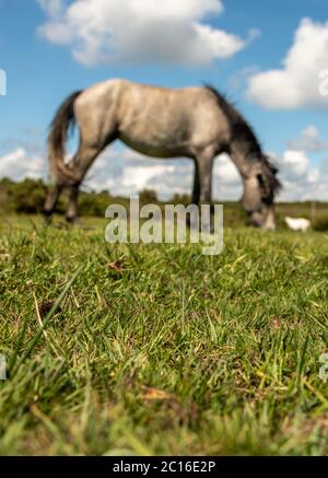 Burley, Großbritannien. Sonntag, 14. Juni 2020. Ein New Forest Pony grast in der Nähe von Burley in Hampshire an einem sonnigen Sommertag. Quelle: Thomas Faull/Alamy Live News Stockfoto