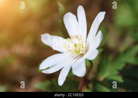 Nahaufnahme weiße Blume Anemone nemorosa im Wald am sonnigen Frühlingstag Stockfoto