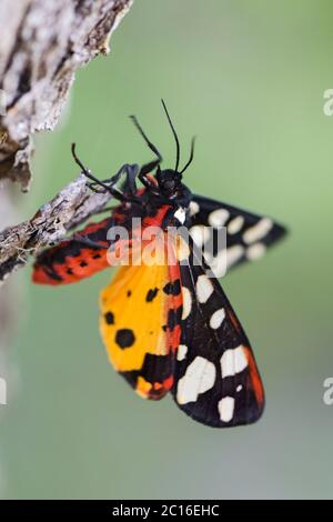 Tiger - Arctia villica, schöne bunte Motte aus europäischen Wäldern und Wiesen, Insel Pag, Kroatien. Stockfoto