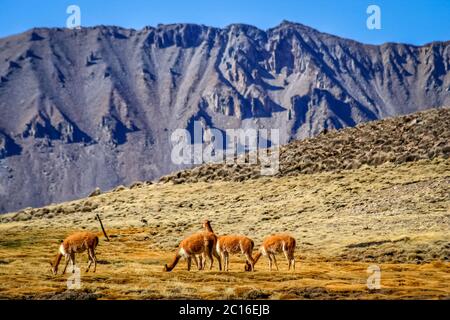 Vikunjas Beweidung in Chile Stockfoto