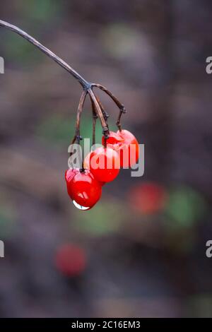 Zweig der reifen roten Beeren von Viburnum mit Tropfen regen Stockfoto