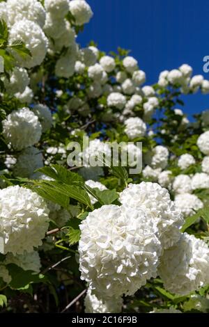 Weiße Blüten der Wacholderrose (Viburnum opulus) gegen klaren blauen Himmel. Pflanze auch bekannt als europäischer Cranberrybusch, Schneeballbaum und Wasserälteste. Stockfoto