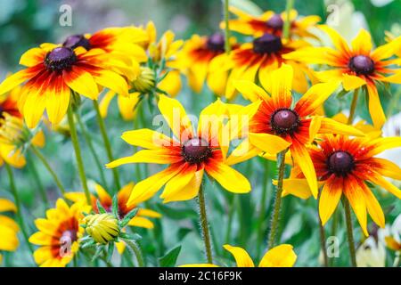 Blumen von Rudbeckia hirta, Blüten von schwarz-Augen Susan im Garten an einem sonnigen Sommertag Stockfoto