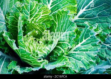 Junger Weißkohl, Brassica oleracea im Garten Stockfoto