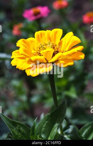 Gelbe Blume Zinnia blüht an einem sonnigen Sommertag im Garten Stockfoto