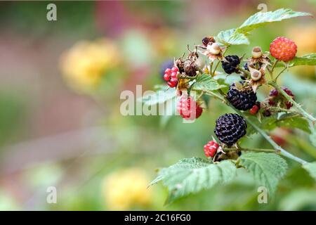 Zweig der Brombeere mit roten und schwarzen Beeren, grüne Blätter im Garten, Kopierraum Stockfoto