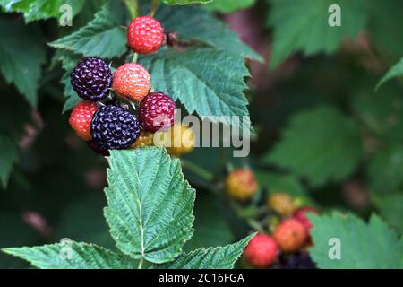 Rote und schwarze Brombeeren auf einem Hintergrund von grünen Blättern, kopieren Raum Stockfoto