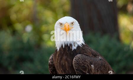 Annäherung an den Kopf eines Weißadlers von vorne gesehen, mit Blick auf die Kamera, mit Hintergrund unfokussierter Bäume. Wissenschaftlicher Name: Haliaeetus leuco Stockfoto