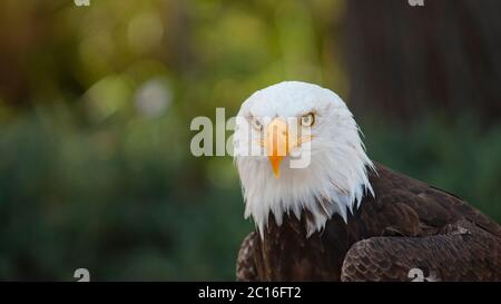 Annäherung an den Kopf eines Weißadlers von vorne gesehen, mit Blick auf die Kamera, mit Hintergrund unfokussierter Bäume. Wissenschaftlicher Name: Haliaeetus leuco Stockfoto