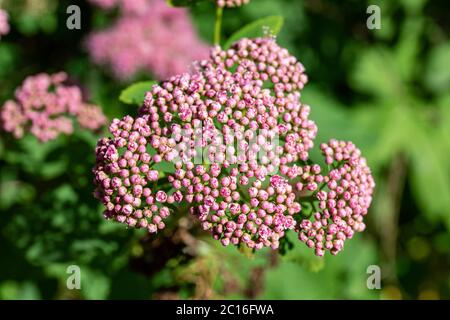 Kleine rosa Knospen von beauverd spirea (Spiraea stevenii) Stockfoto