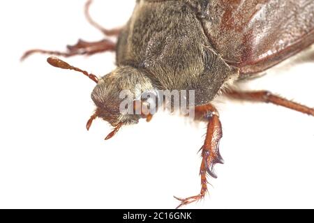 Hahnenkäfer oder Maiwanze (Melolontha melolontha) auf weißem Hintergrund Stockfoto