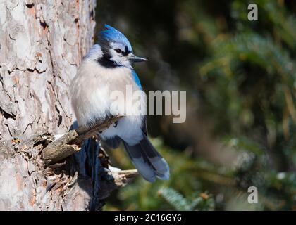 Ein Blue Jay hält in einer Kiefer im Algonquin Provincial Park in Ontario, Kanada. Stockfoto