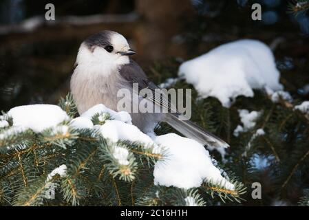 Ein Canada Jay aka Grey Jay oder "Whisky Jack" hält in einer verschneiten Kiefer im Algonquin Provincial Park in Ontario, Kanada. Stockfoto