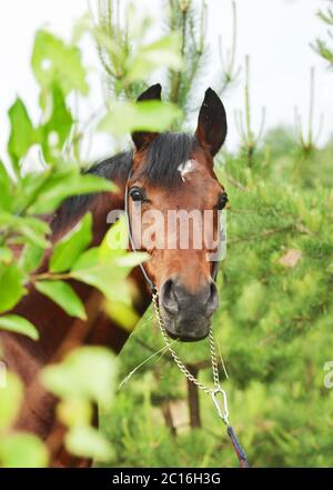 Schönes Lorbeerpferd-Portrait im Kiefernwald Stockfoto