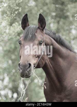 Portrait eines wunderbaren Trakehner Hengstes im Frühlingsbirkenwald. Stockfoto