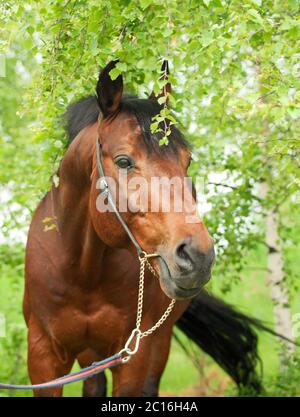 Portrait eines wunderbaren Trakehner Hengstes im Frühlingsbirkenwald Stockfoto