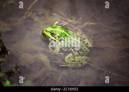 Wasserfrosch oder grüner Frosch auch als essbarer Frosch bekannt. Frosch im Wasser Nahaufnahme Makrofotografie. Stockfoto