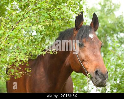 Portrait eines wunderbaren Trakehner Hengstes im Frühlingsbirkenwald. Stockfoto