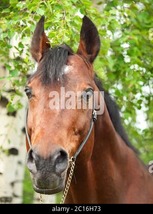 Portrait eines wunderbaren Trakehner Hengstes im Frühlingsbirkenwald. Stockfoto