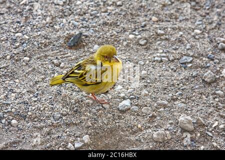 kanarienvogel; Finkenfamilie; kleiner gelber Vogel; kegelförmiger Schnabel; rotes Auge; Tierwelt; Tier; Natur; auf Kies stehend; Oldupai-Schlucht; Olduvai, UNESCO-Stätte, Tan Stockfoto