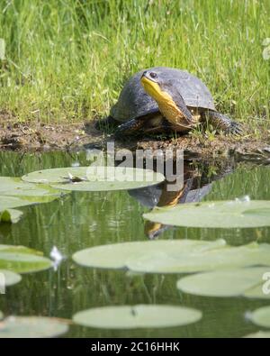 Eine bedrohte Blanding's Turtle liegt am Rande einer künstlichen Insel in Toronto, Ontario, dem ehemals stark verschmutzten Don River Valley. Stockfoto